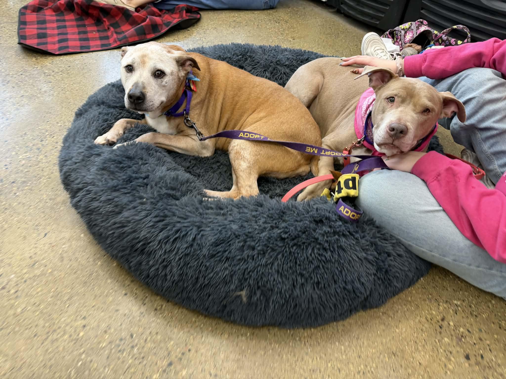 Enlarge Thelma & Louise (Bonded Pair), a Adoptable mixed breed in Troy, MI image 6/6