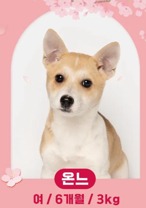 Enlarge ONNE, a Adoptable mixed breed in Agoura Hills, CA image 1/1