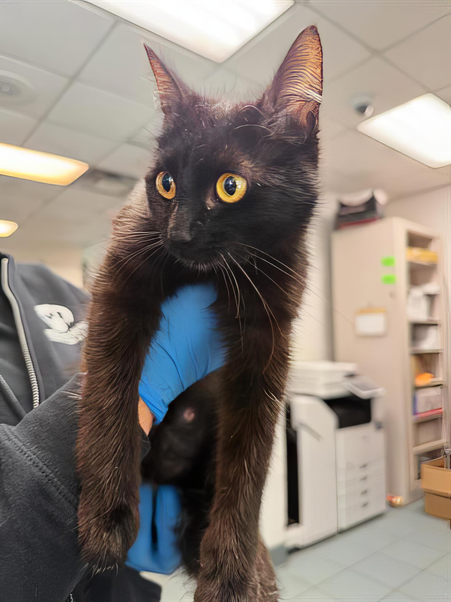 June, adopted, Young Female Domestic Short Hair.