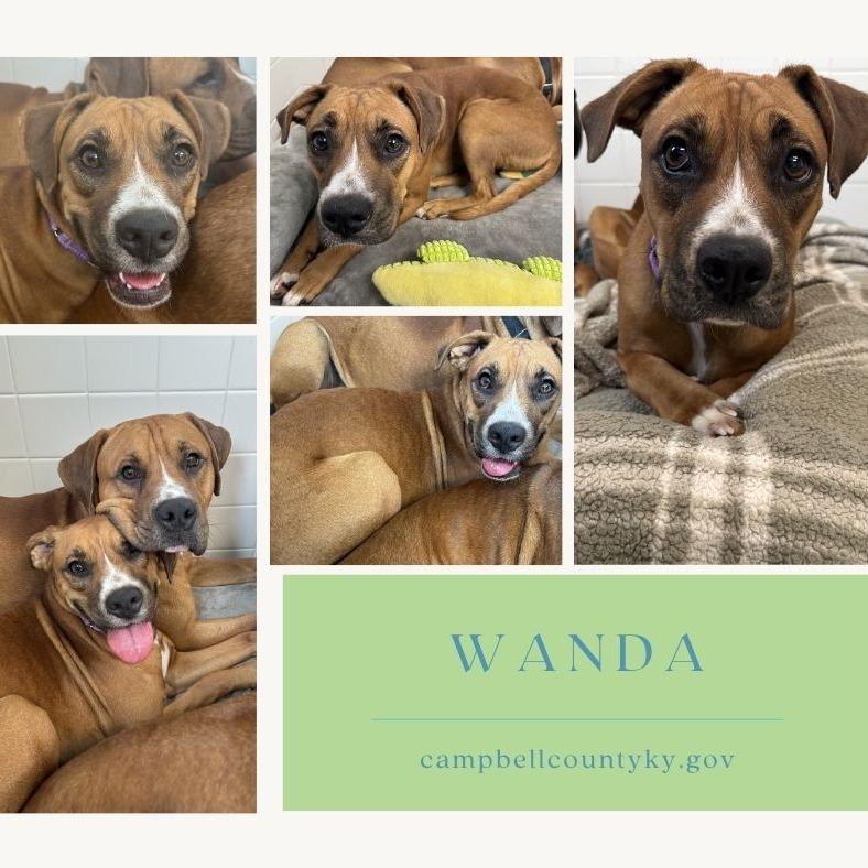 Wanda, Adoptable, Adult Female Boxer & Mixed Breed.