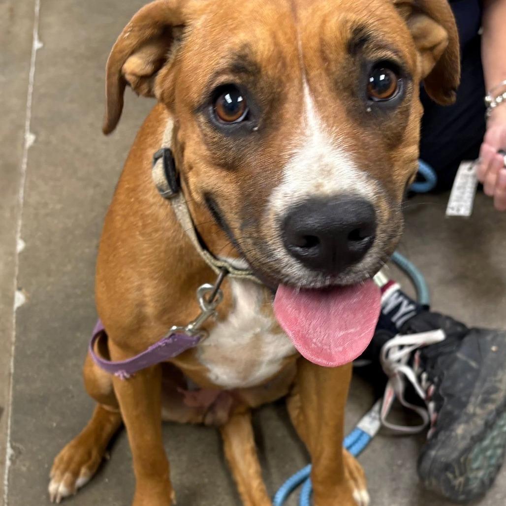 Wanda, Adoptable, Adult Female Hound.