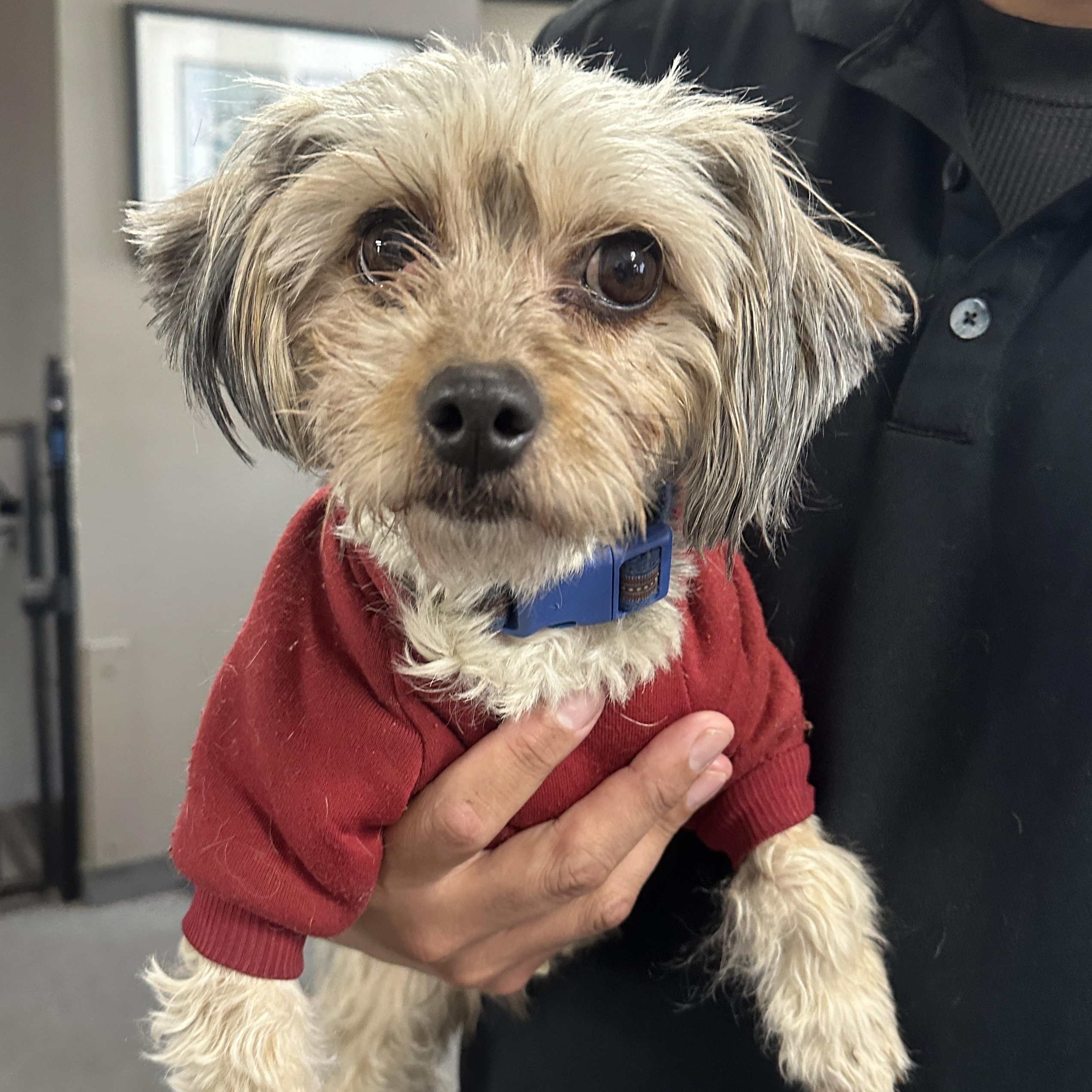 Savannah, Adult Female Australian Terrier