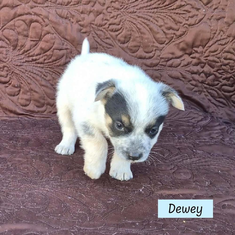 Dewey (Darcy's Litter)