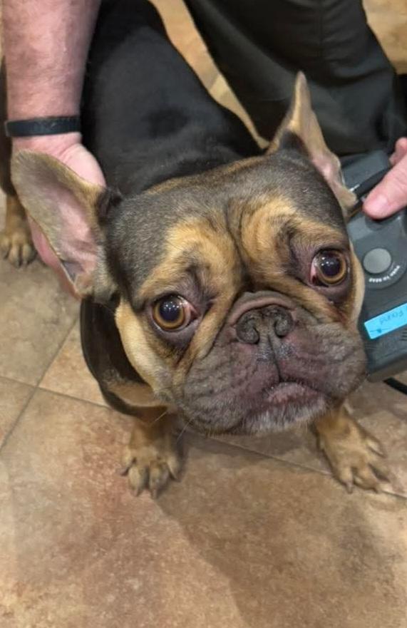 #68, adopted, Adult Female French Bulldog.