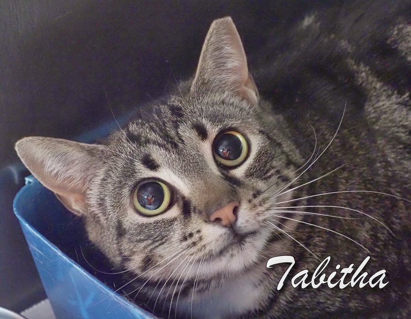 Enlarge Tabitha, a Adoptable mixed breed in Cape May Court House, NJ image 1/8