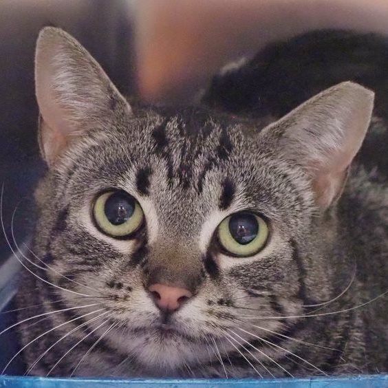 Enlarge Tabitha, a Adoptable mixed breed in Cape May Court House, NJ image 2/8