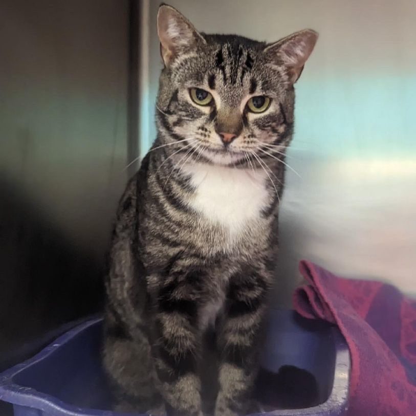 Enlarge Tabitha, a Adoptable mixed breed in Cape May Court House, NJ image 3/8