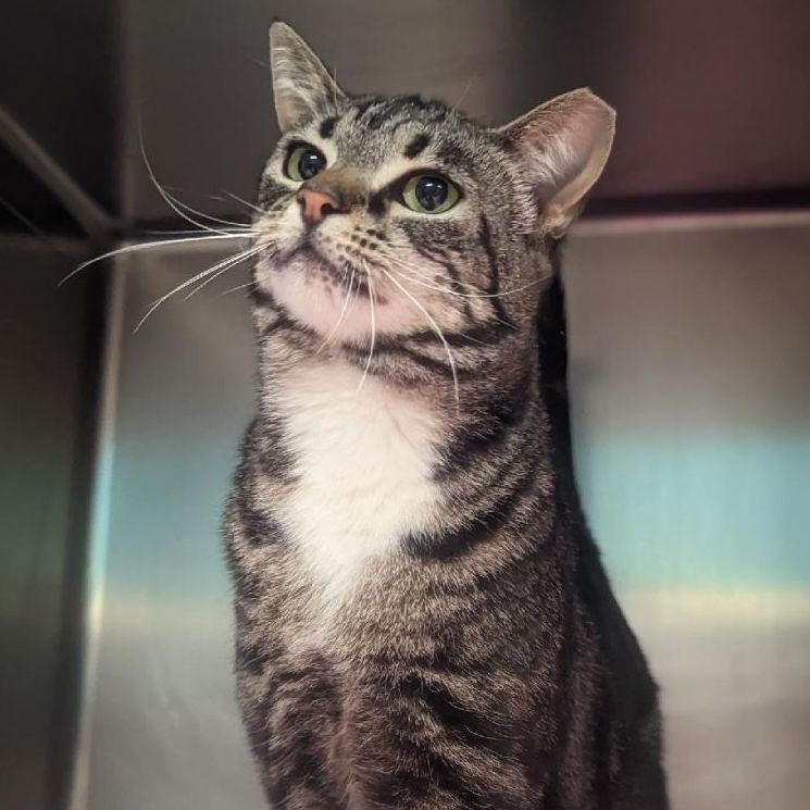 Enlarge Tabitha, a Adoptable mixed breed in Cape May Court House, NJ image 4/8