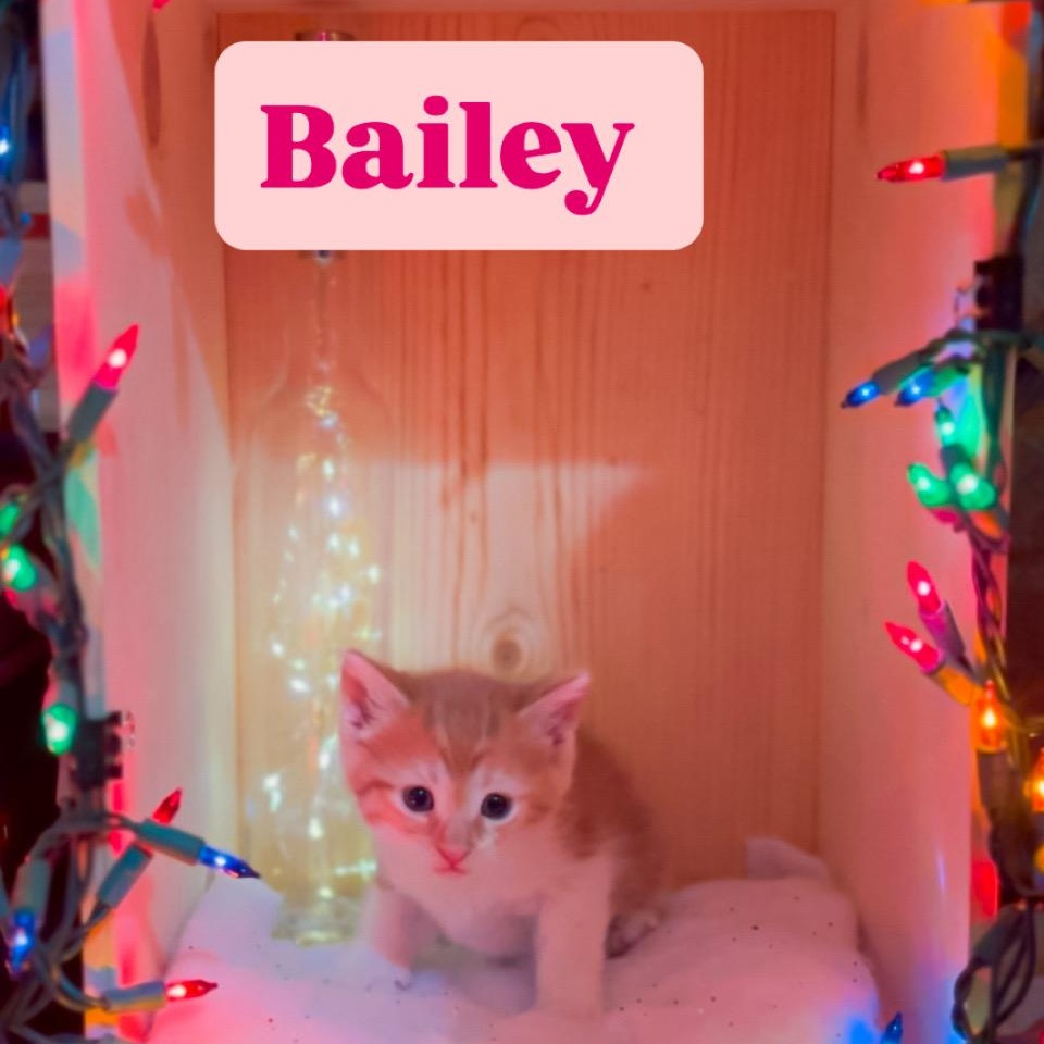 Bailey , ADOPTABLE, Kitten Female Domestic Short Hair.