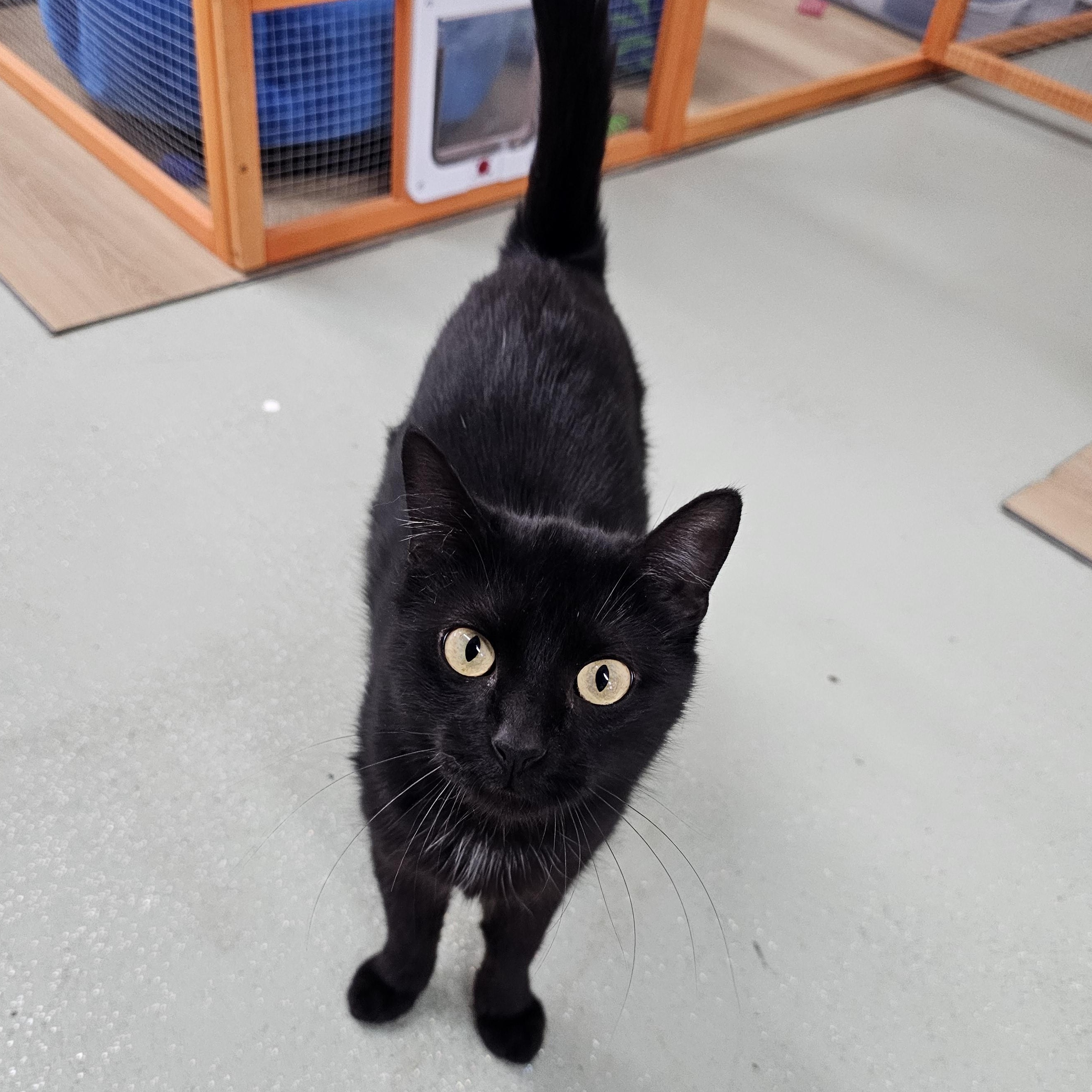 Enlarge Lucy, a ADOPTABLE Domestic Short Hair in Toledo, OH image 3/3