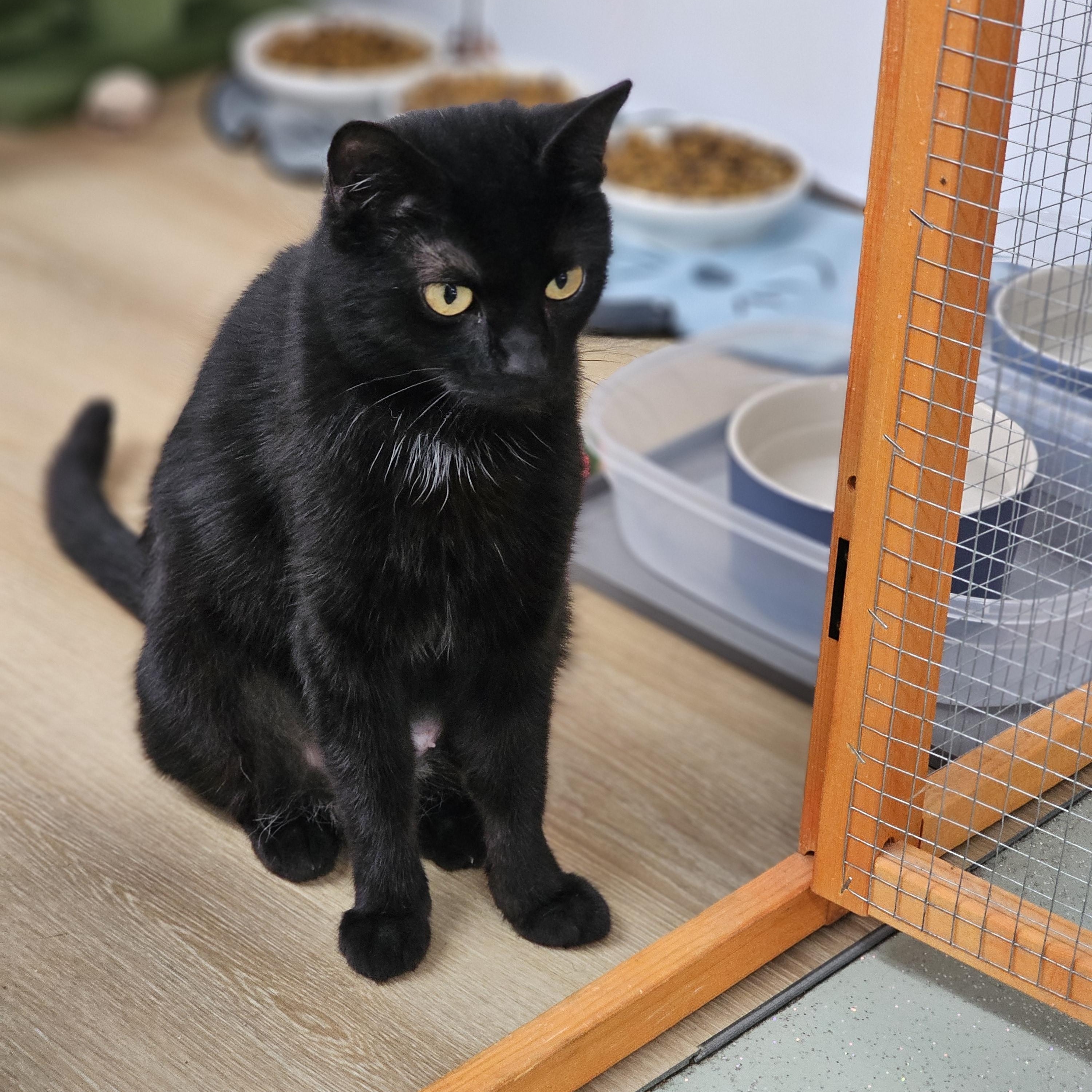 Enlarge Lucy, a ADOPTABLE Domestic Short Hair in Toledo, OH image 2/3