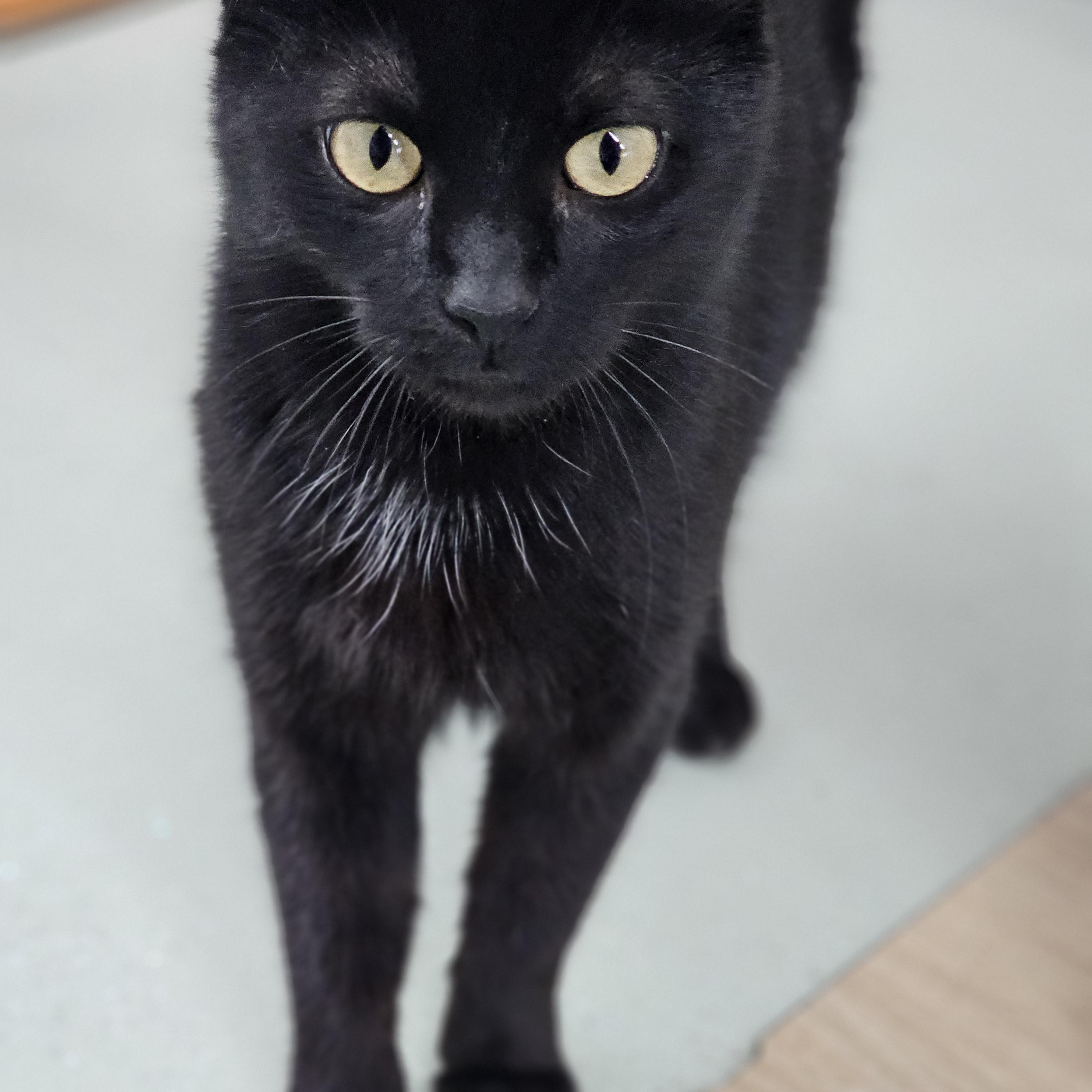 Lucy, ADOPTABLE, Young Female Domestic Short Hair.