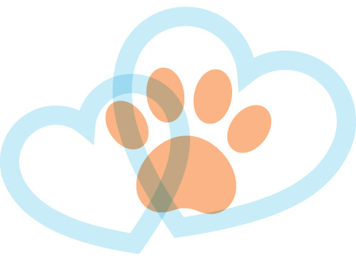 Enlarge Kitten Foster Program, a Adoptable mixed breed in Teterboro, NJ image 2/4