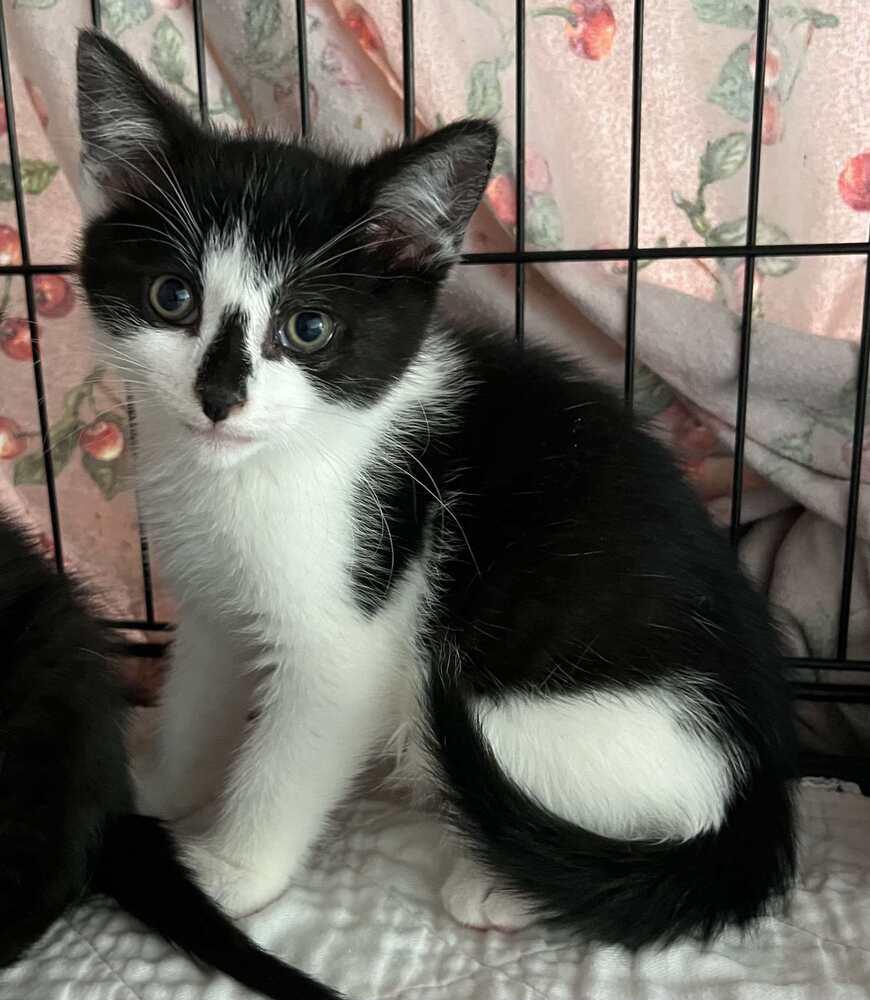 Marty, Adoptable, Young Male Domestic Short Hair.