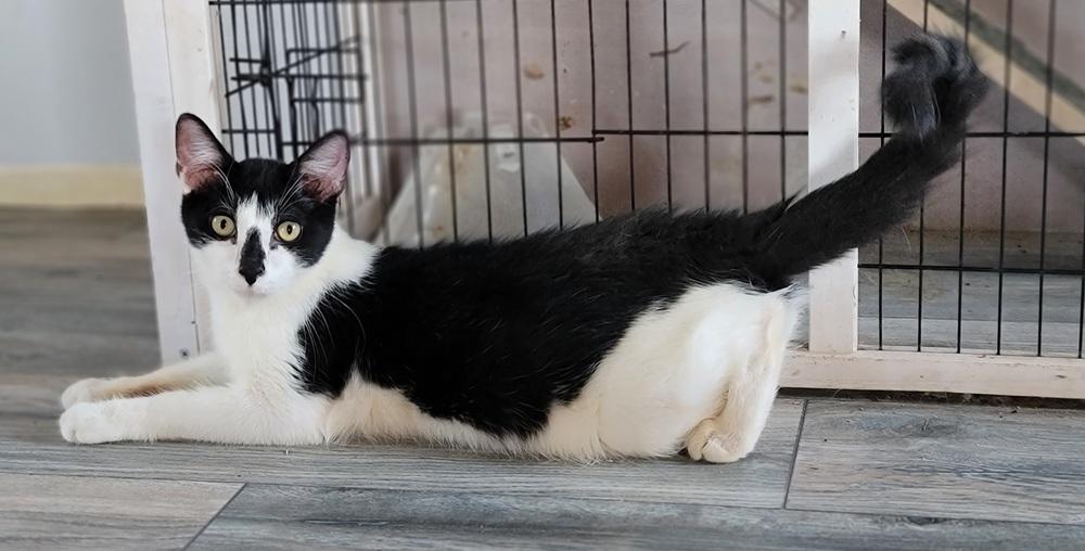 Enlarge Marty, a Adoptable Domestic Short Hair in Homer Glen, IL image 2/4