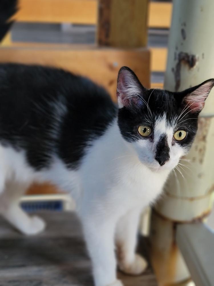 Enlarge Marty, a Adoptable Domestic Short Hair in Homer Glen, IL image 3/4