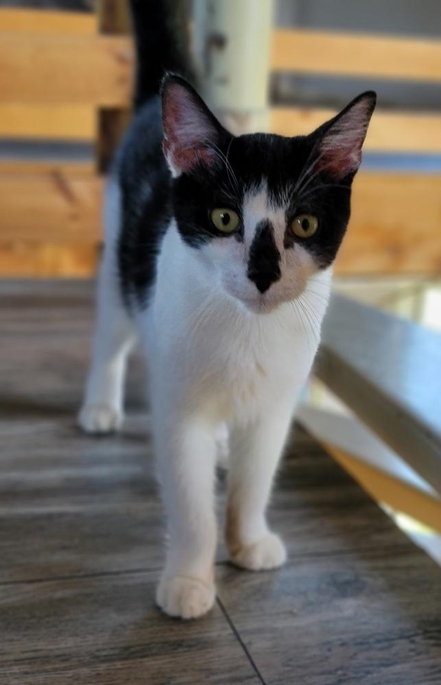 Enlarge Marty, a Adoptable Domestic Short Hair in Homer Glen, IL image 4/4