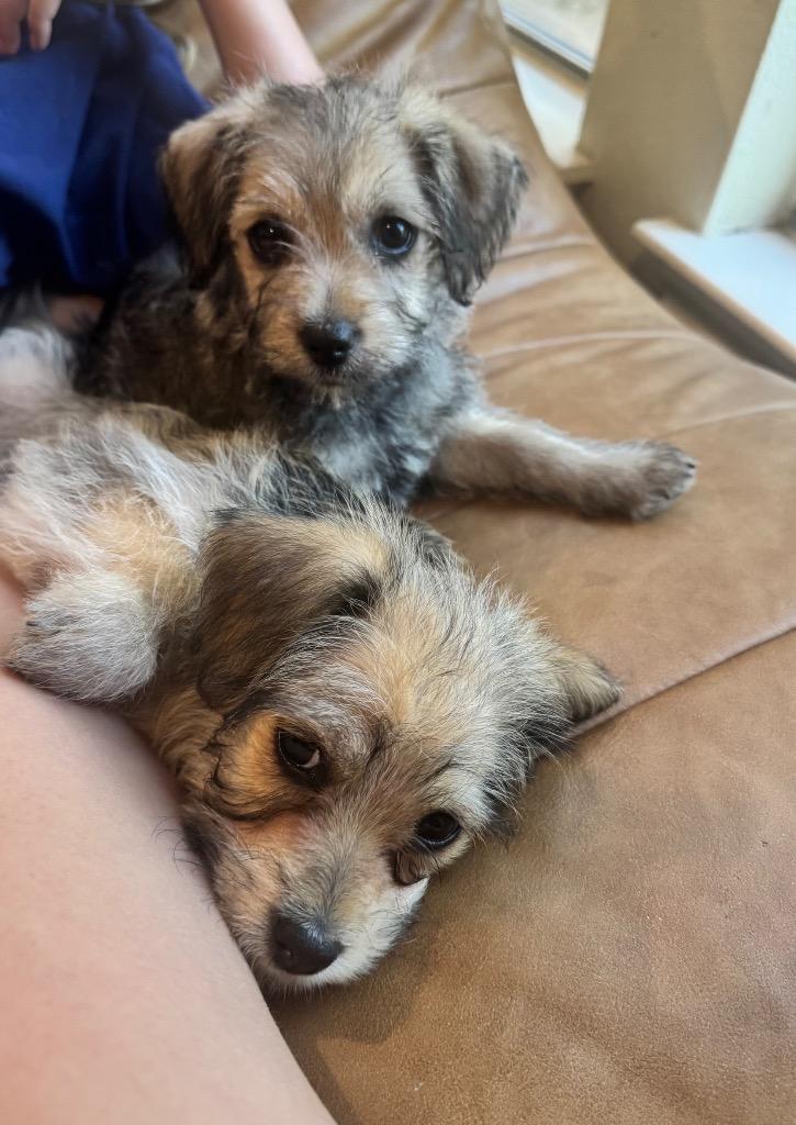 Paris, Adopted, Puppy Female Poodle.