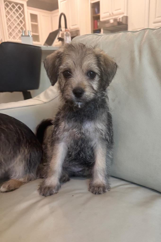 Enlarge Paris, a Adopted Poodle in Leander, TX image 2/6