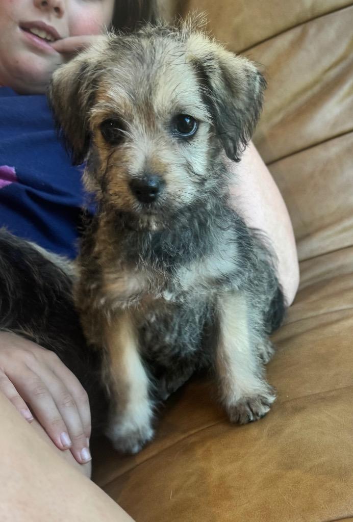 Enlarge Paris, a Adopted Poodle in Leander, TX image 3/6