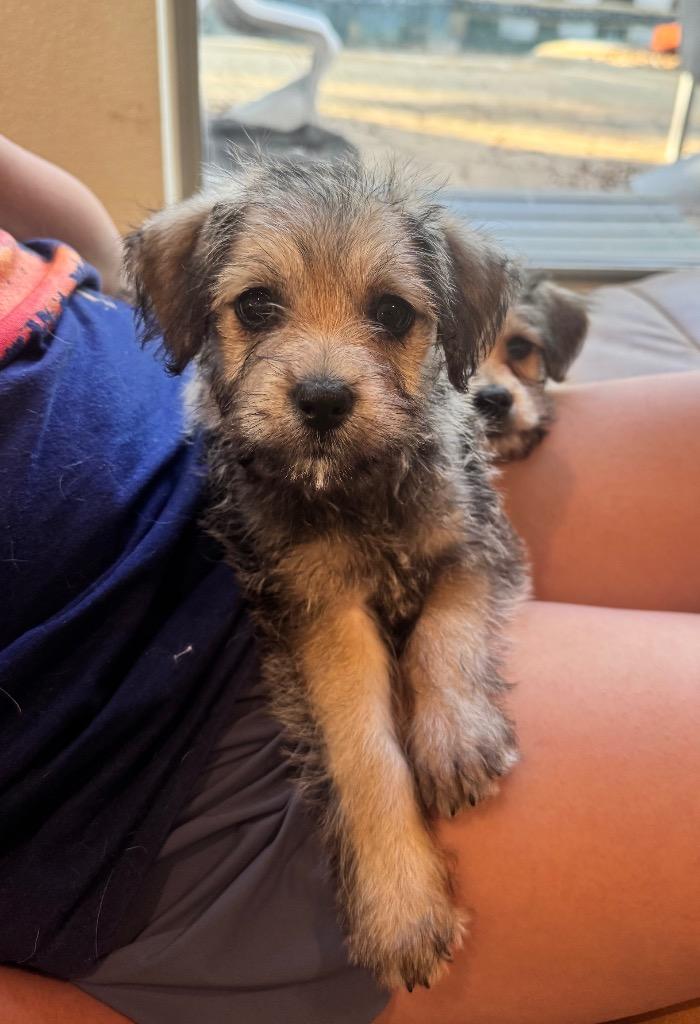 Enlarge Paris, a Adopted Poodle in Leander, TX image 4/6