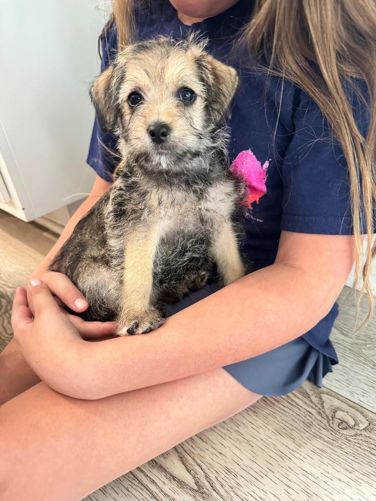 Enlarge Paris, a Adopted Poodle in Leander, TX image 5/6