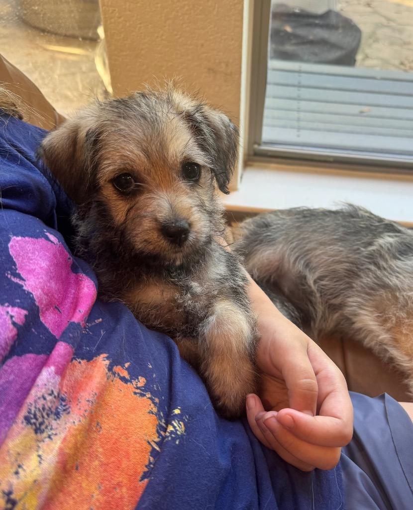 Enlarge Paris, a Adopted Poodle in Leander, TX image 6/6