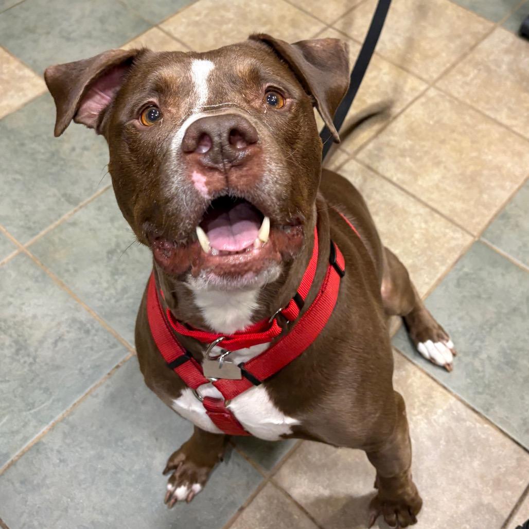 Draco — thumbnail 2