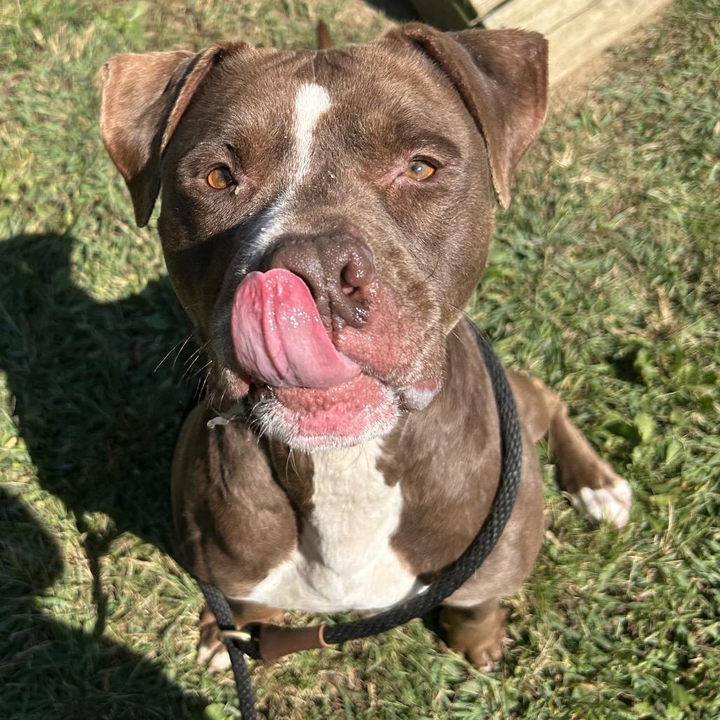 Draco — thumbnail 3