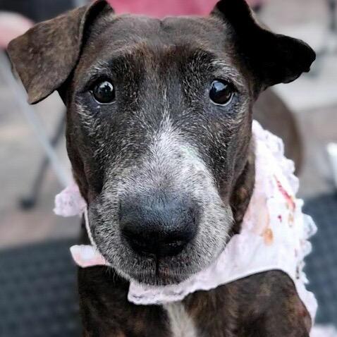 Enlarge Mary Jane, a Adoptable mixed breed in Las Vegas, NV image 1/4