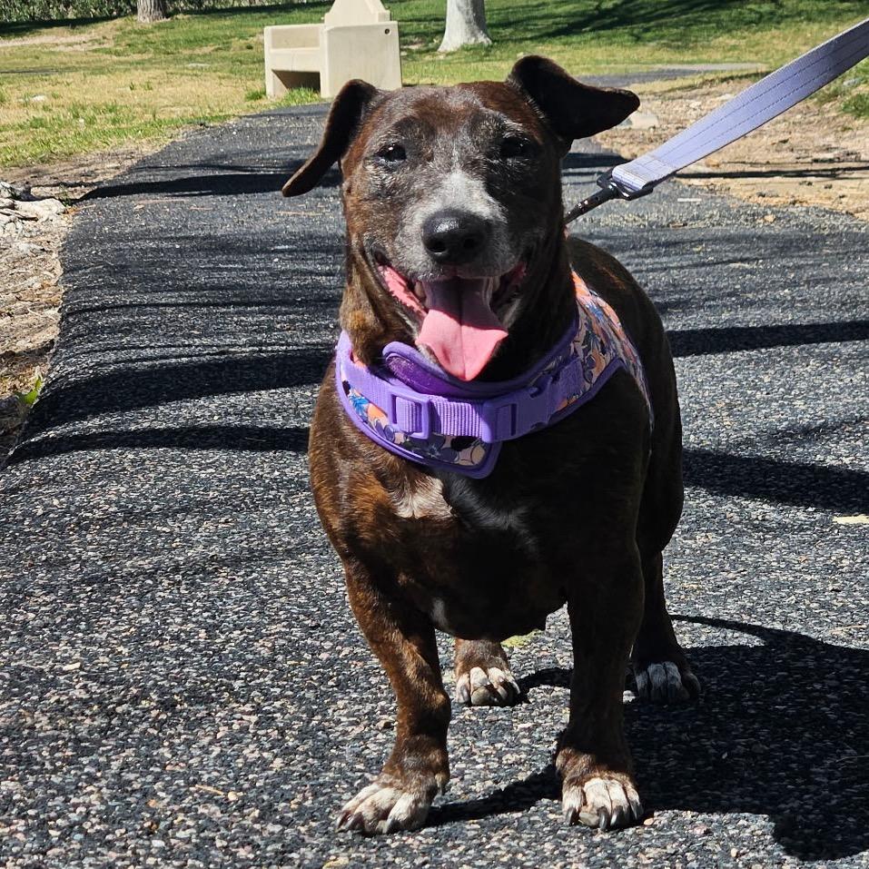 Enlarge Mary Jane, a Adoptable mixed breed in Las Vegas, NV image 2/4
