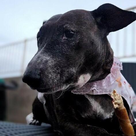 Enlarge Mary Jane, a Adoptable mixed breed in Las Vegas, NV image 3/4