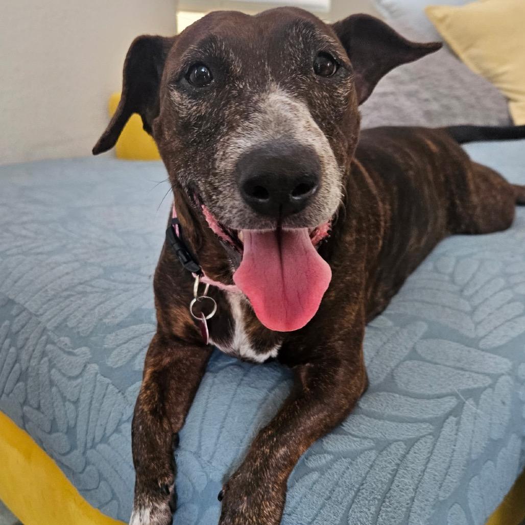 Enlarge Mary Jane, a Adoptable mixed breed in Las Vegas, NV image 4/4