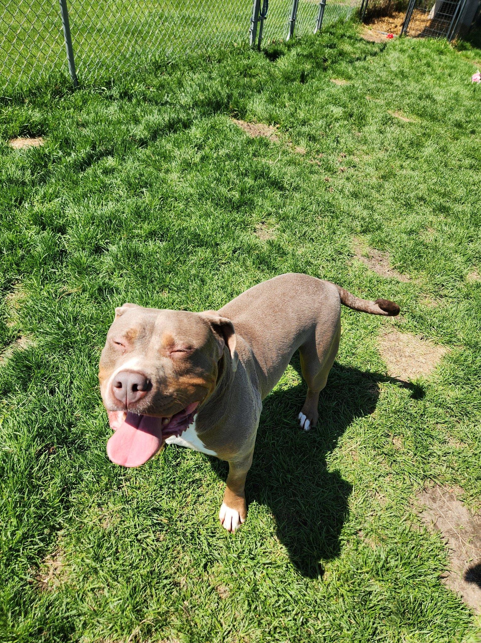 Chester, a Adoptable American Staffordshire Terrier in Caro, MI image 4/4