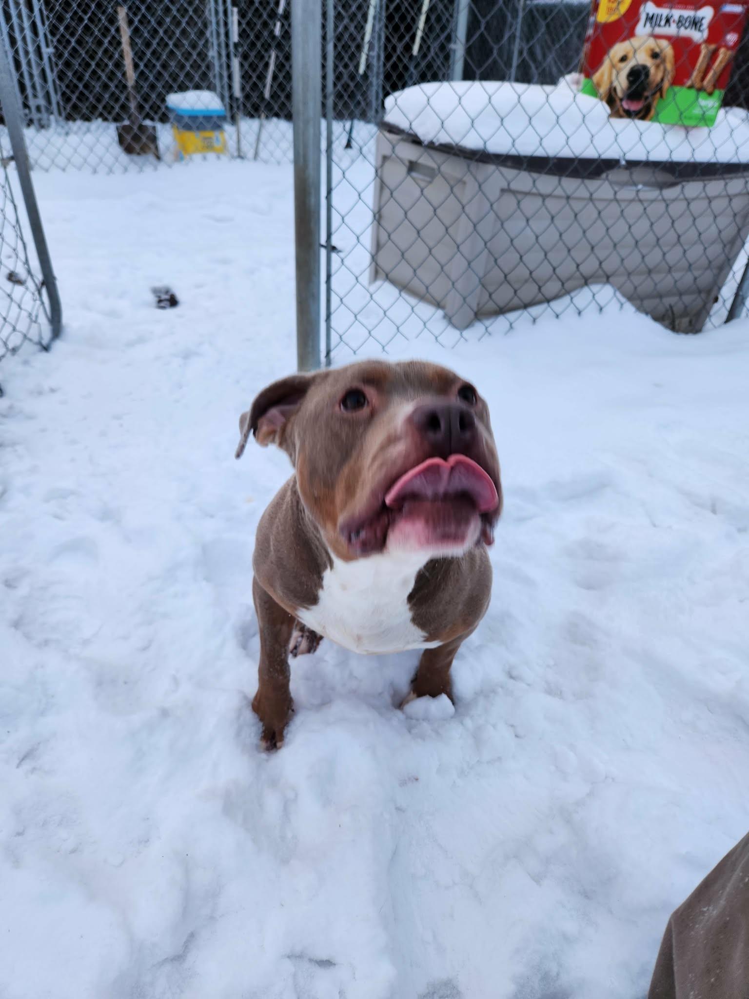 Enlarge Chester, a Adoptable American Staffordshire Terrier in Caro, MI image 2/2