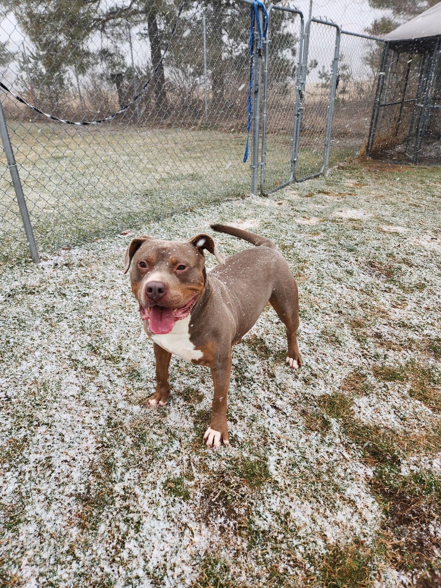Chester, Adoptable, Adult Male American Staffordshire Terrier.