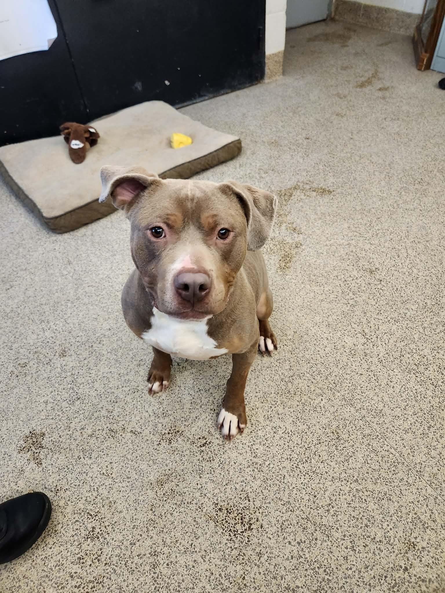 Chester, Adoptable, Adult Male American Staffordshire Terrier.