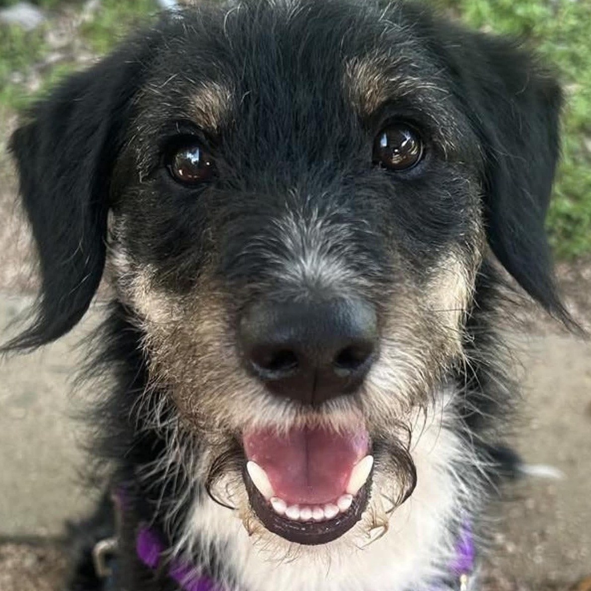 Norm, a ADOPTABLE mixed breed in Temple, TX image 1/4
