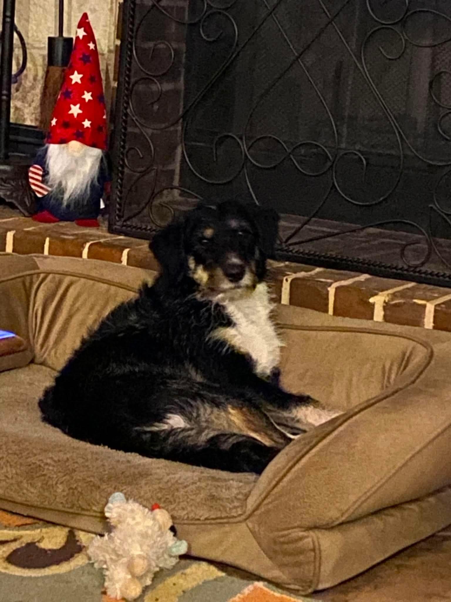 Norm, a ADOPTABLE mixed breed in Temple, TX image 2/4