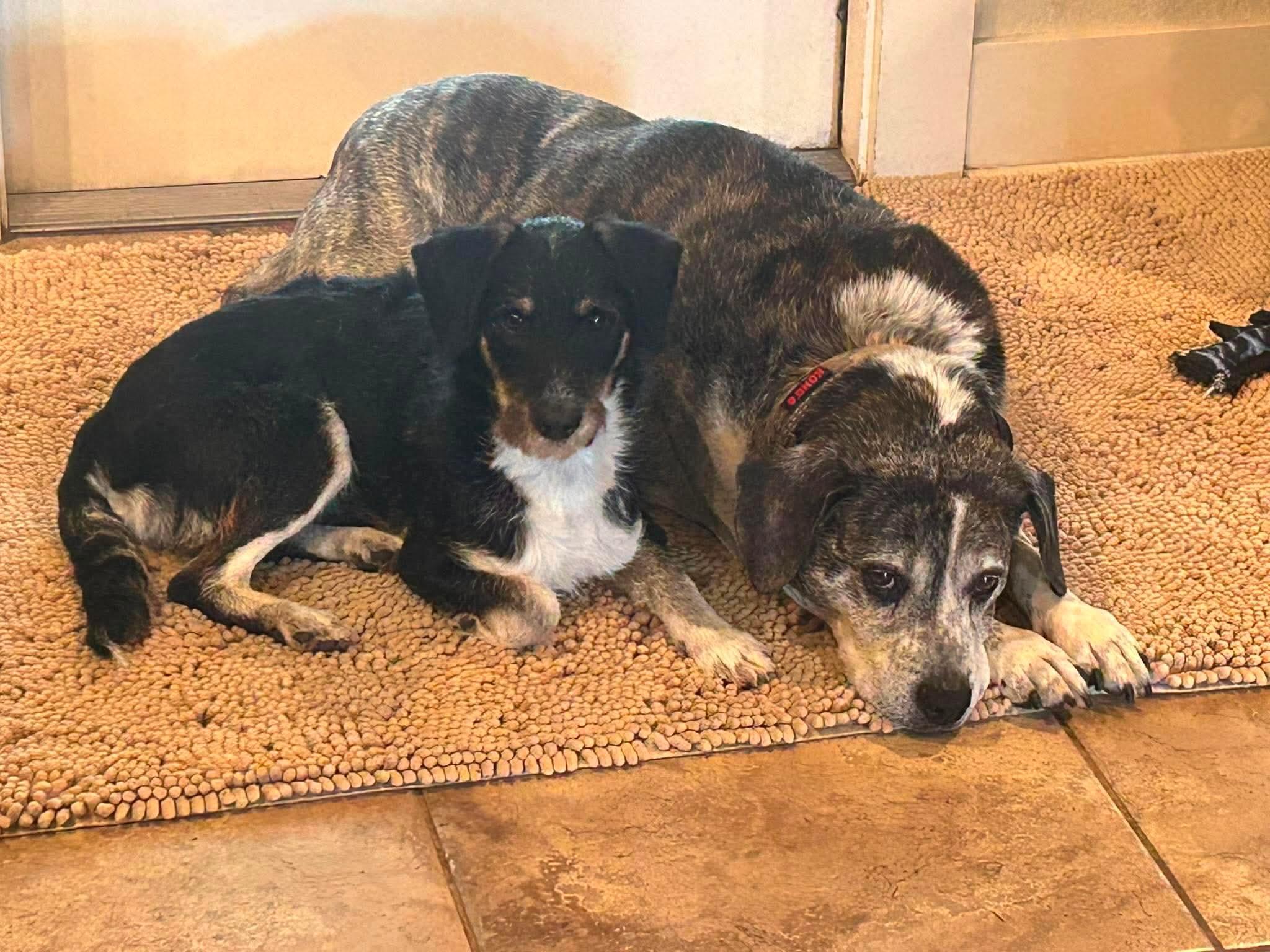 Norm, a ADOPTABLE mixed breed in Temple, TX image 4/4