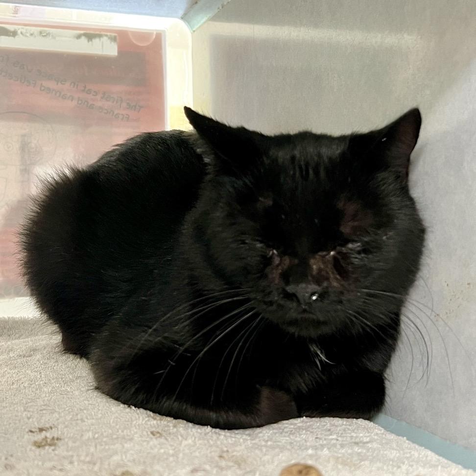 Enlarge Thenn, a Adoptable Domestic Short Hair in Glenwood Springs, CO image 1/1