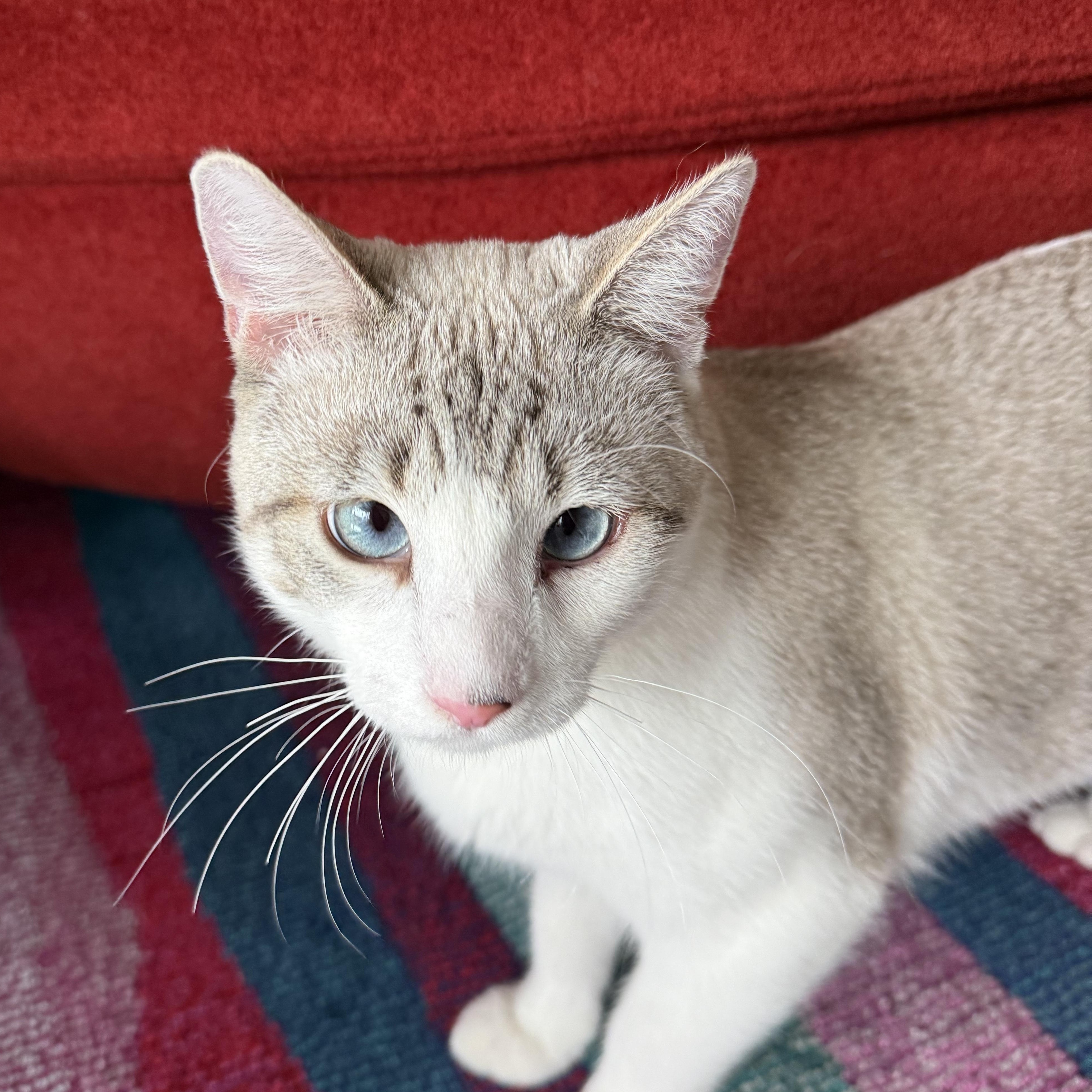 Blue (pending), an adoptable mixed breed in San Francisco, CA image 2/5