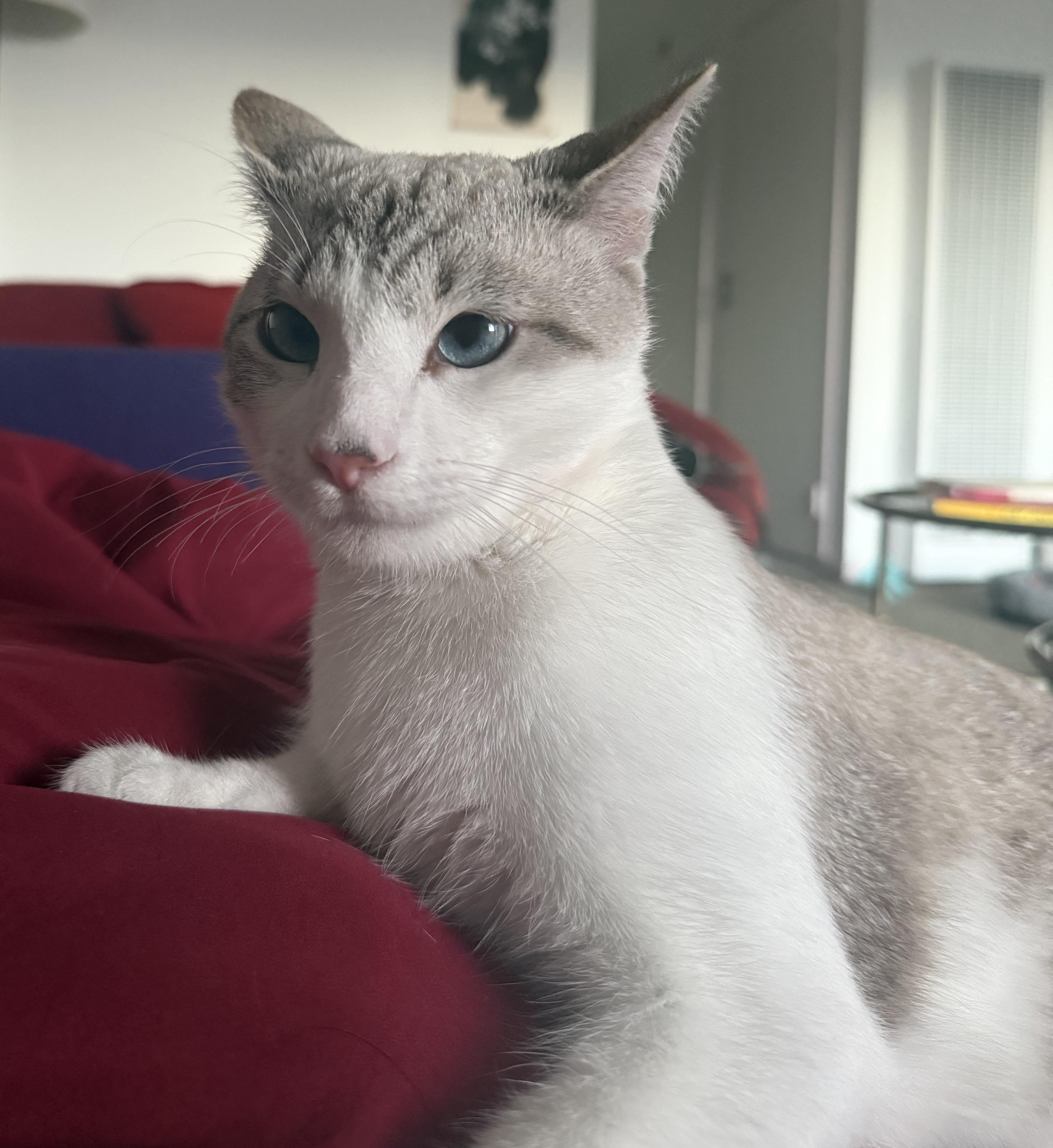 Blue (pending), an adoptable mixed breed in San Francisco, CA image 4/5