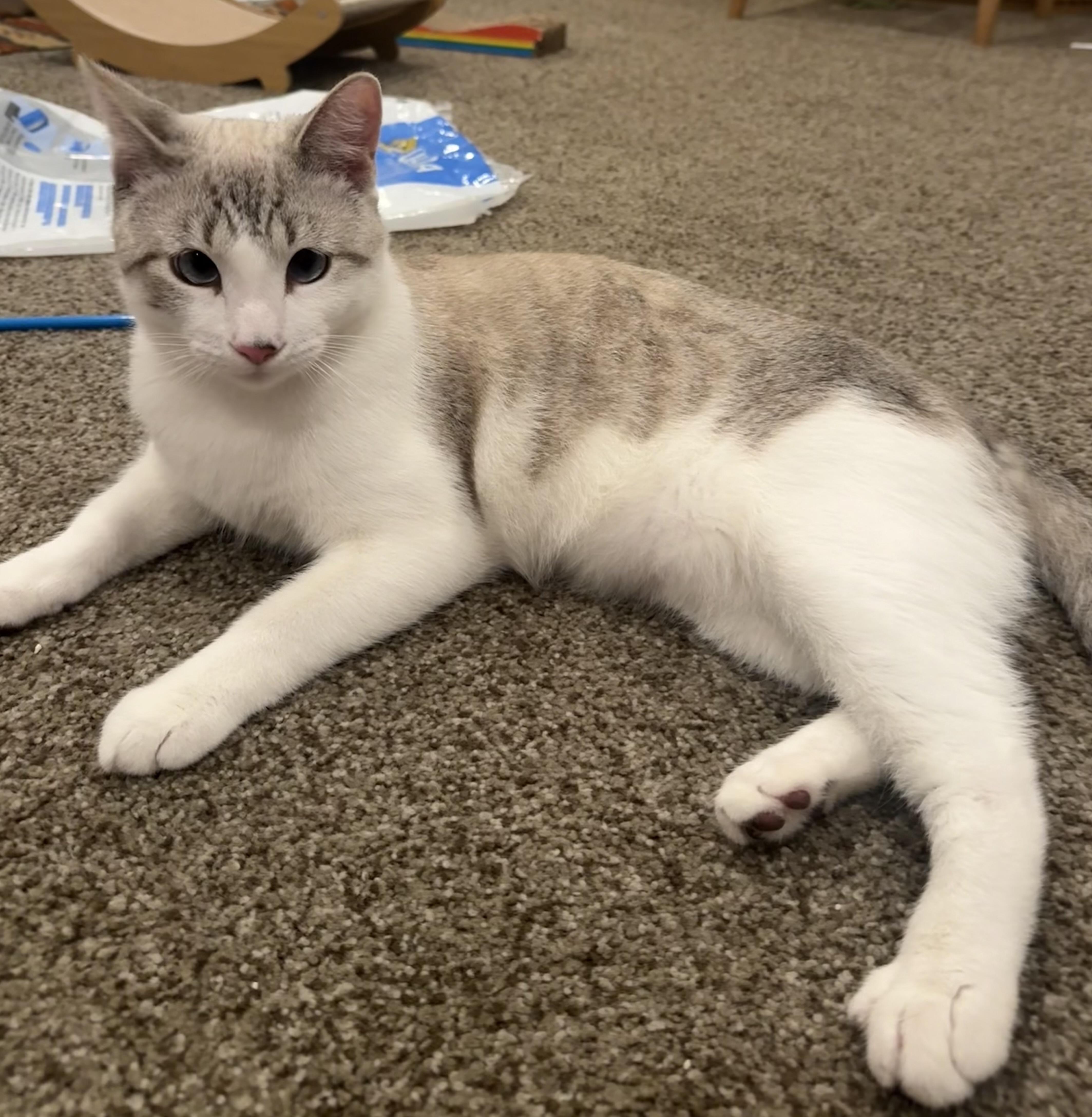 Blue (pending), adoptable, Kitten Male Siamese & Domestic Short Hair.