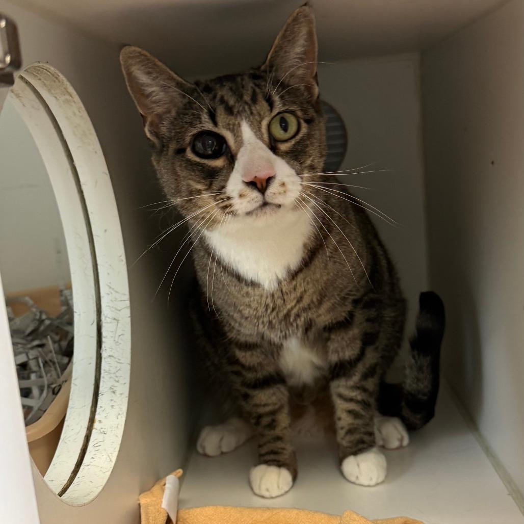 Enlarge Sue, a Adoptable Domestic Short Hair in Philadelphia, PA image 1/4