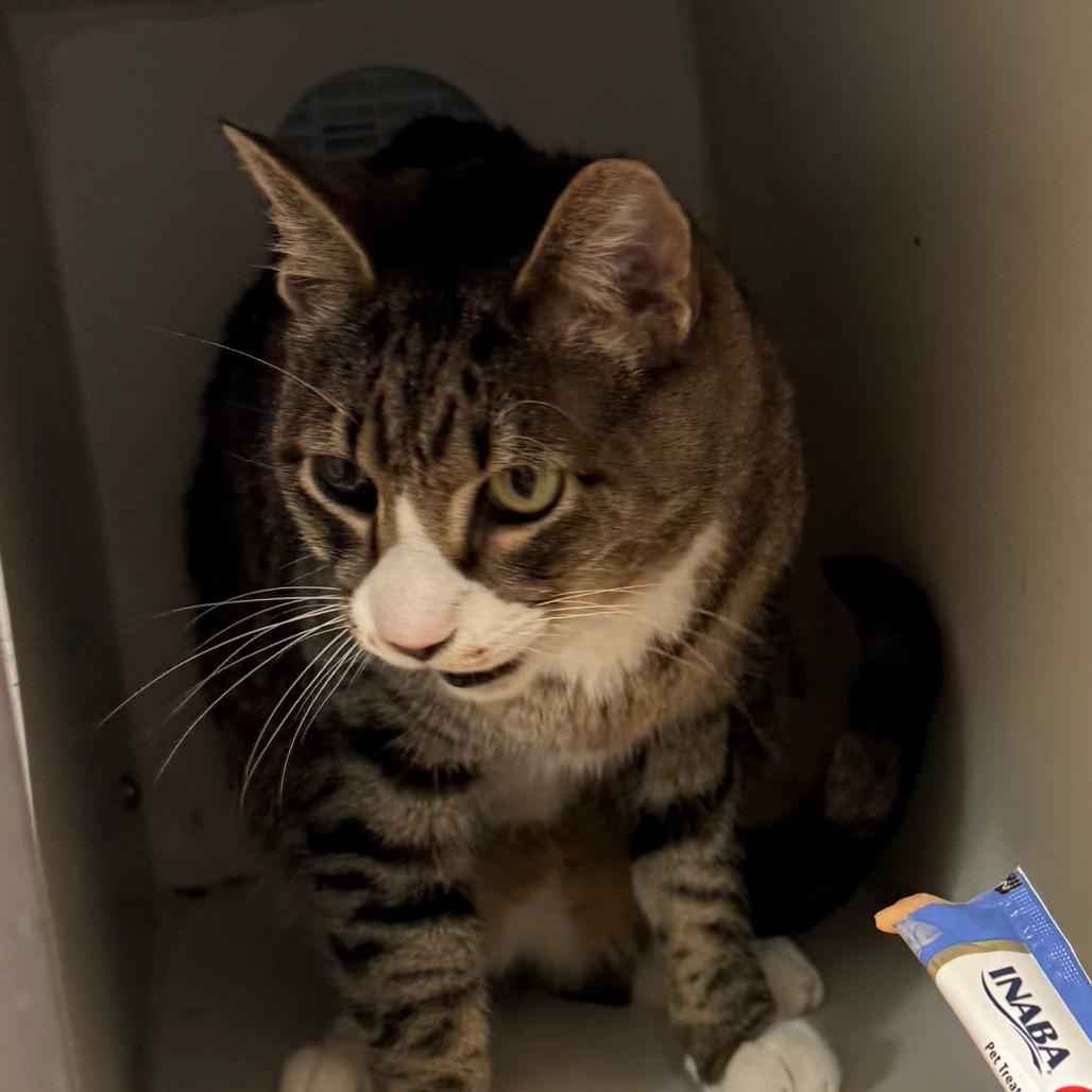 Enlarge Sue, a Adoptable Domestic Short Hair in Philadelphia, PA image 2/4