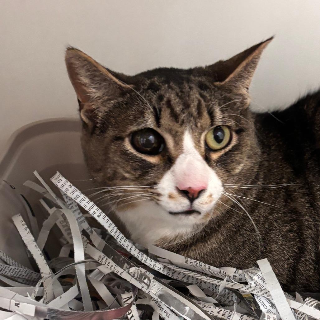 Enlarge Sue, a Adoptable Domestic Short Hair in Philadelphia, PA image 3/4