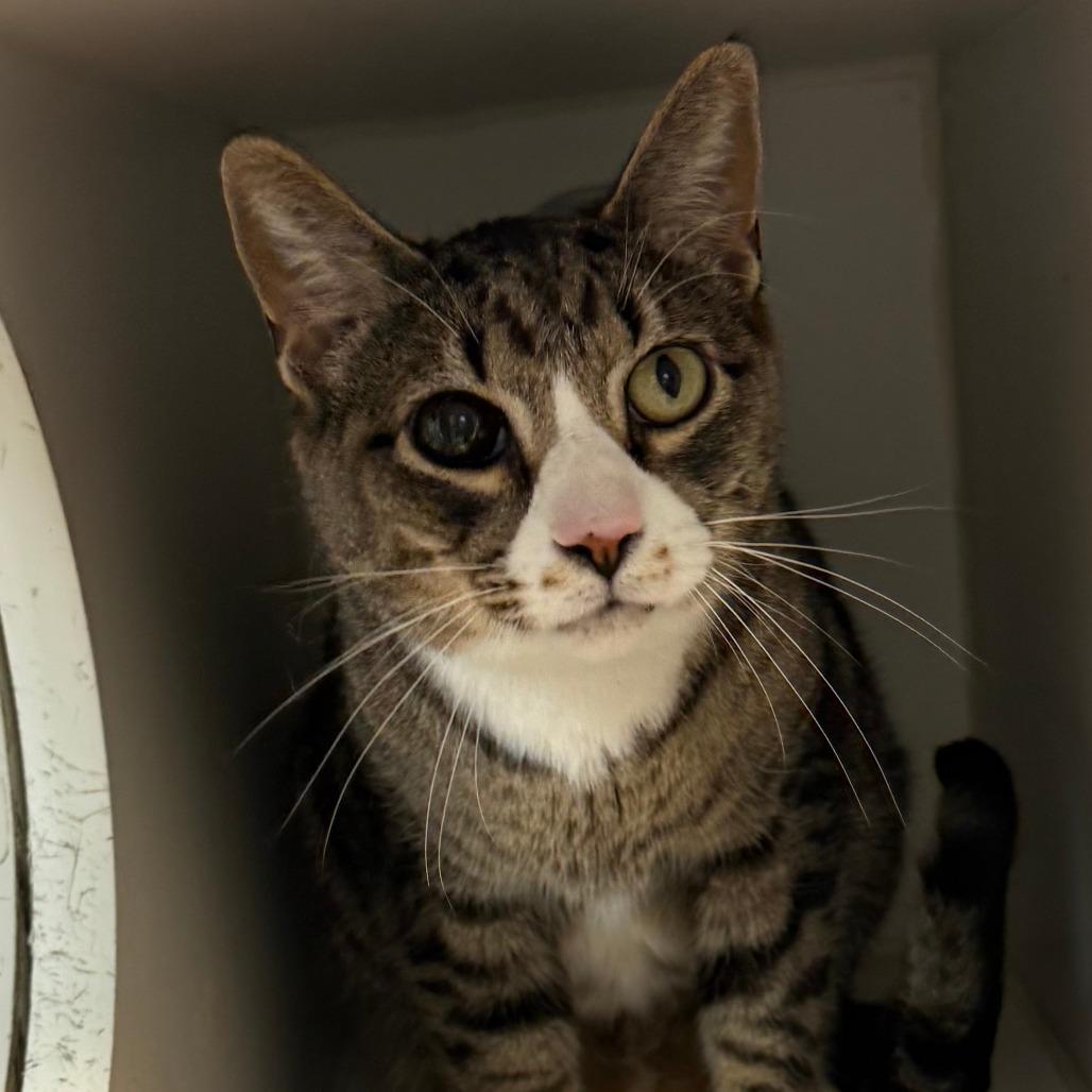 Enlarge Sue, a Adoptable Domestic Short Hair in Philadelphia, PA image 4/4