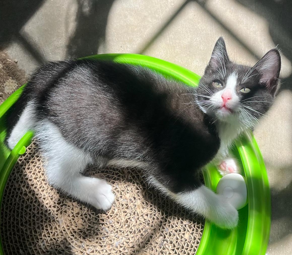 Obi