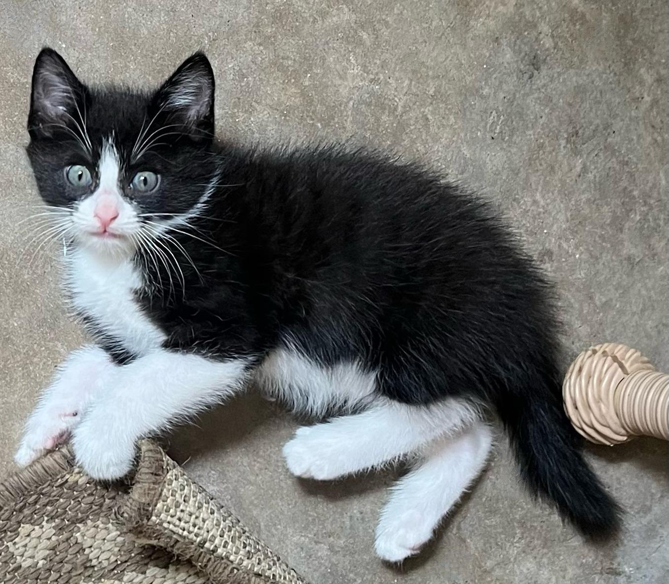 Obi